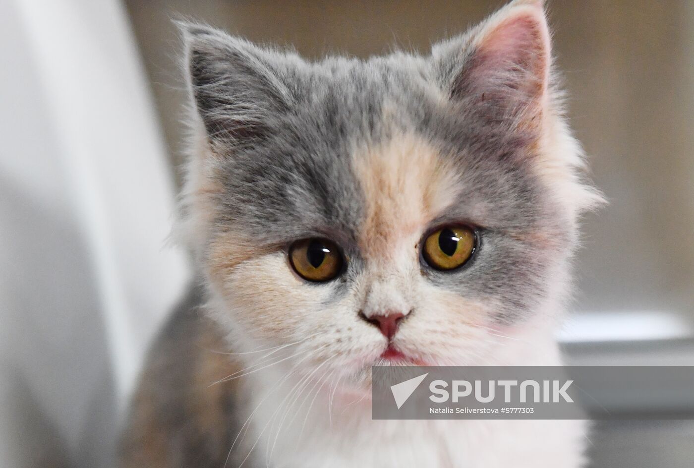 Russia Cats