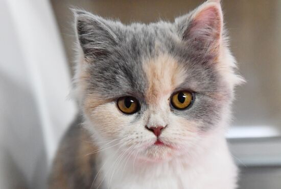 Russia Cats