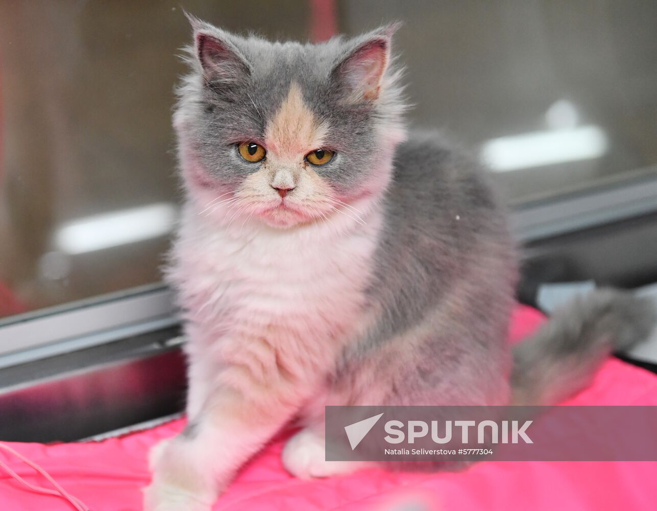 Russia Cats