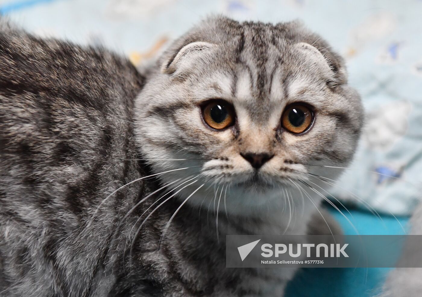 Russia Cats