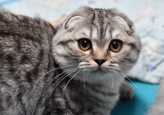 Russia Cats