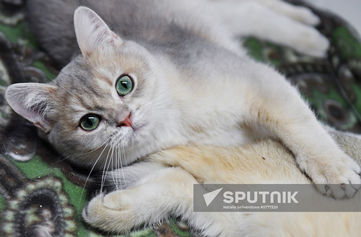 Russia Cats
