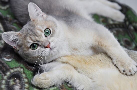 Russia Cats