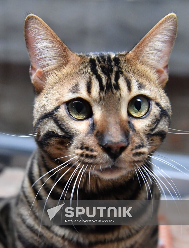 Russia Cats
