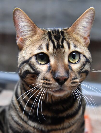 Russia Cats