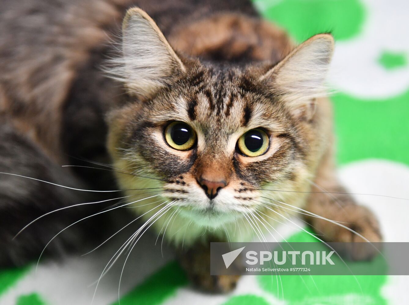 Russia Cats
