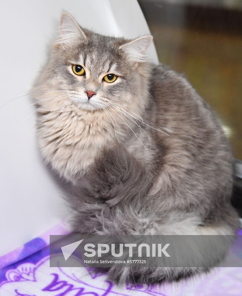 Russia Cats