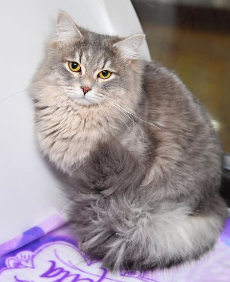 Russia Cats