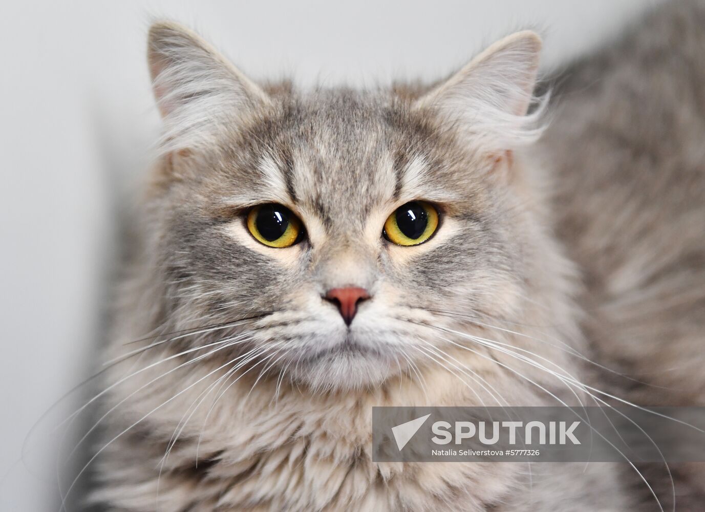 Russia Cats