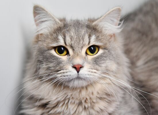 Russia Cats