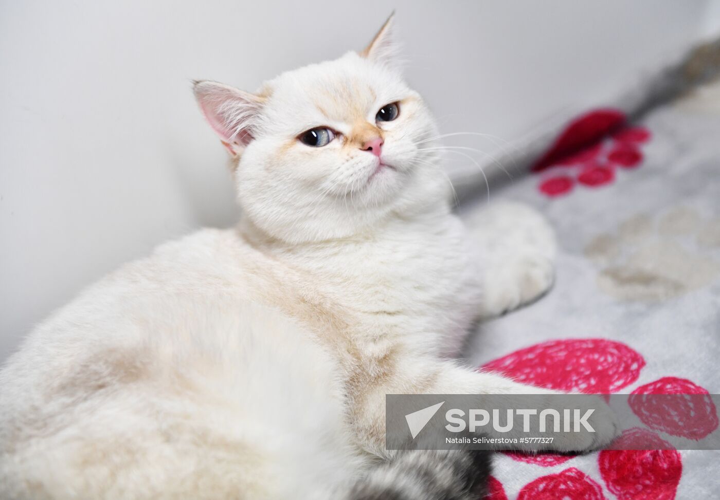 Russia Cats