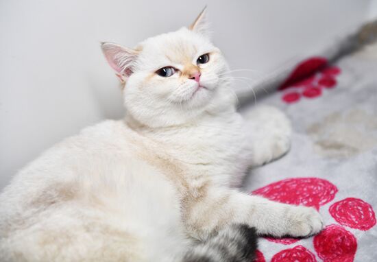 Russia Cats