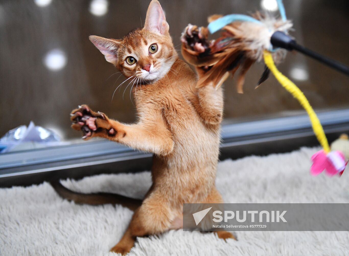 Russia Cats