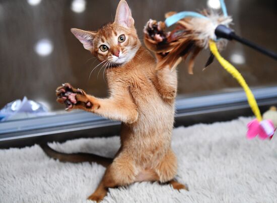 Russia Cats