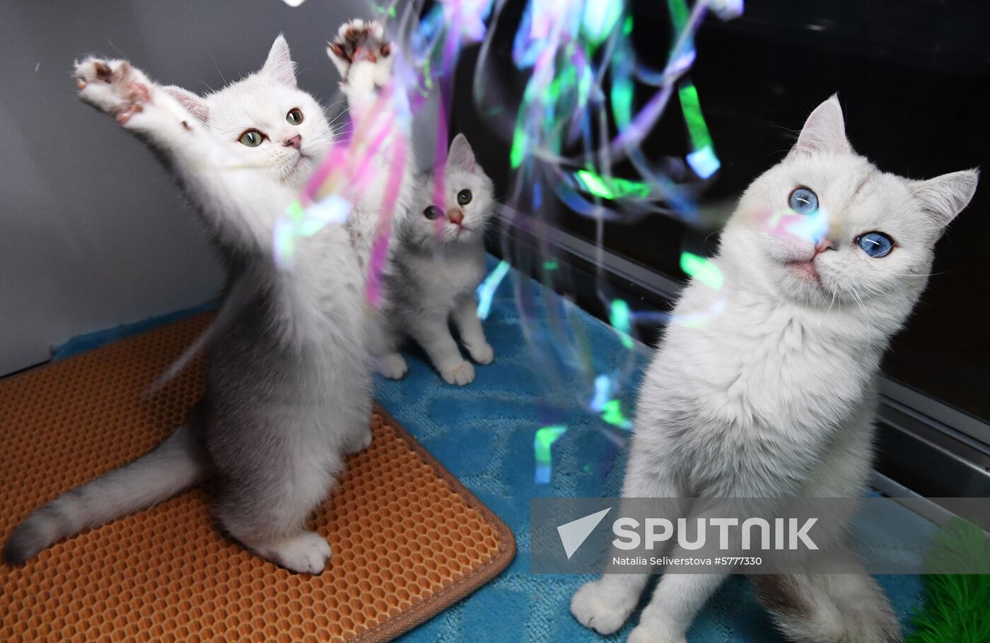 Russia Cats
