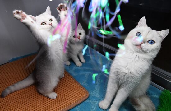 Russia Cats