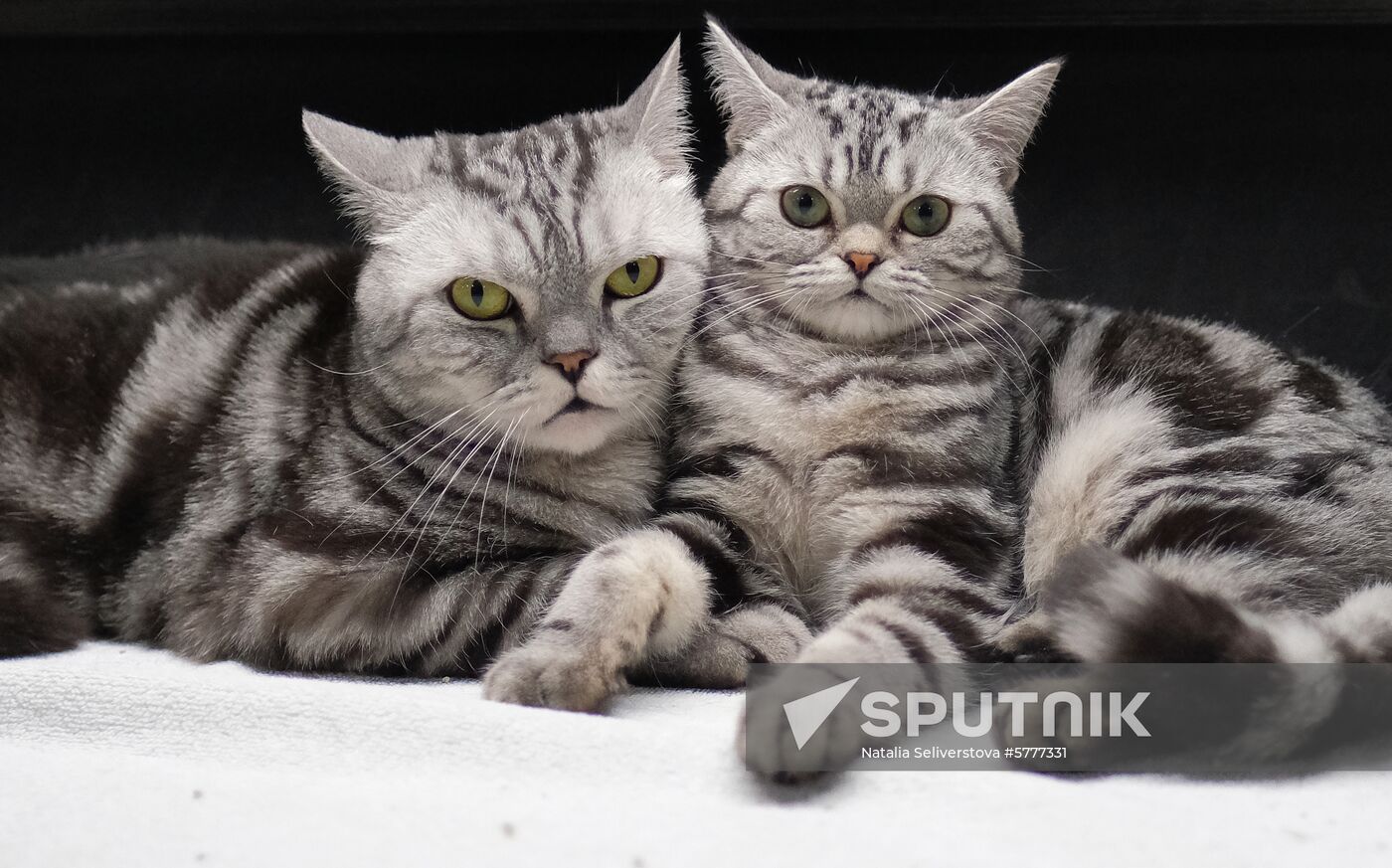 Russia Cats