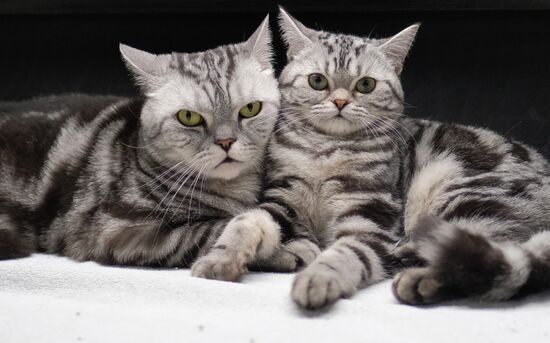 Russia Cats
