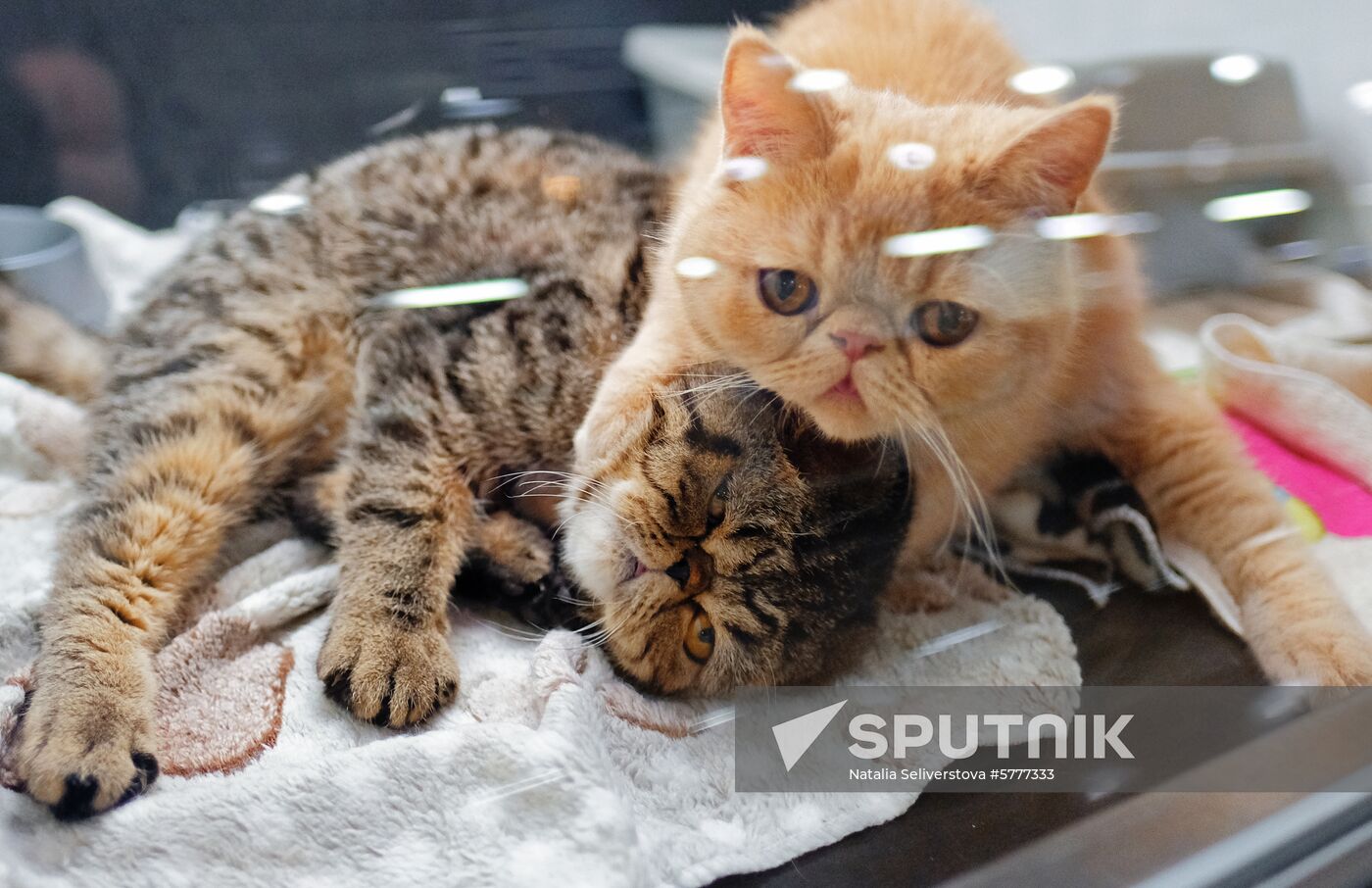 Russia Cats
