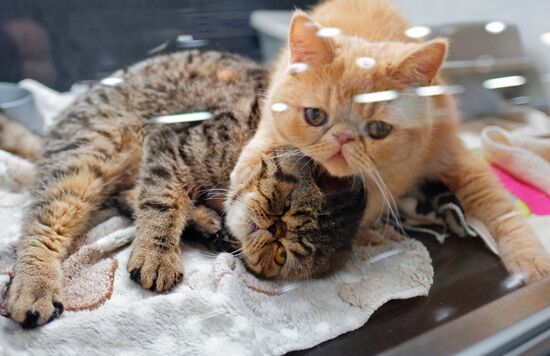 Russia Cats