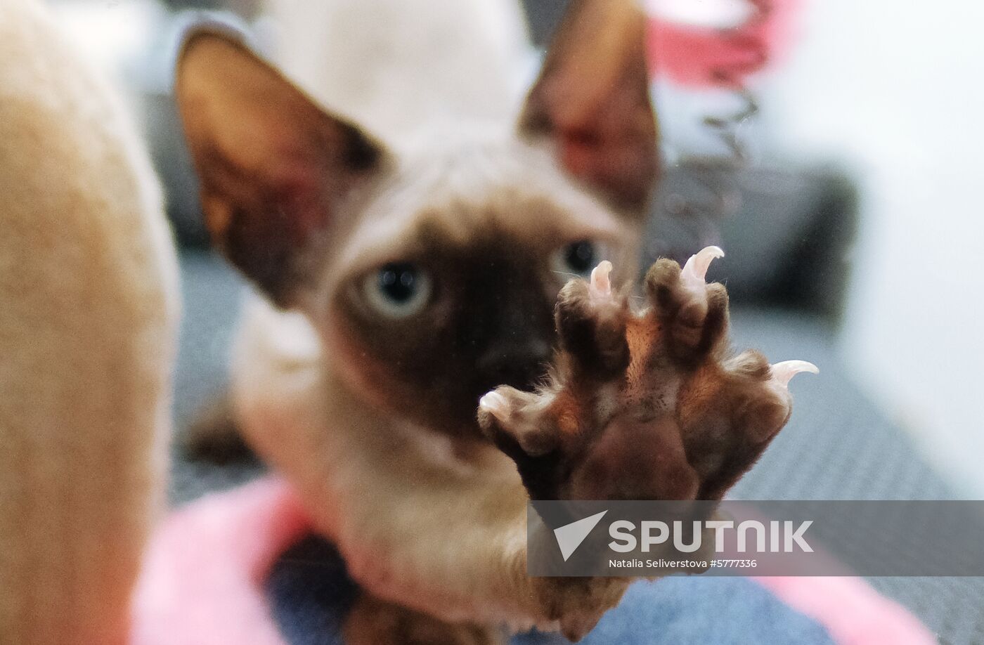 Russia Cats