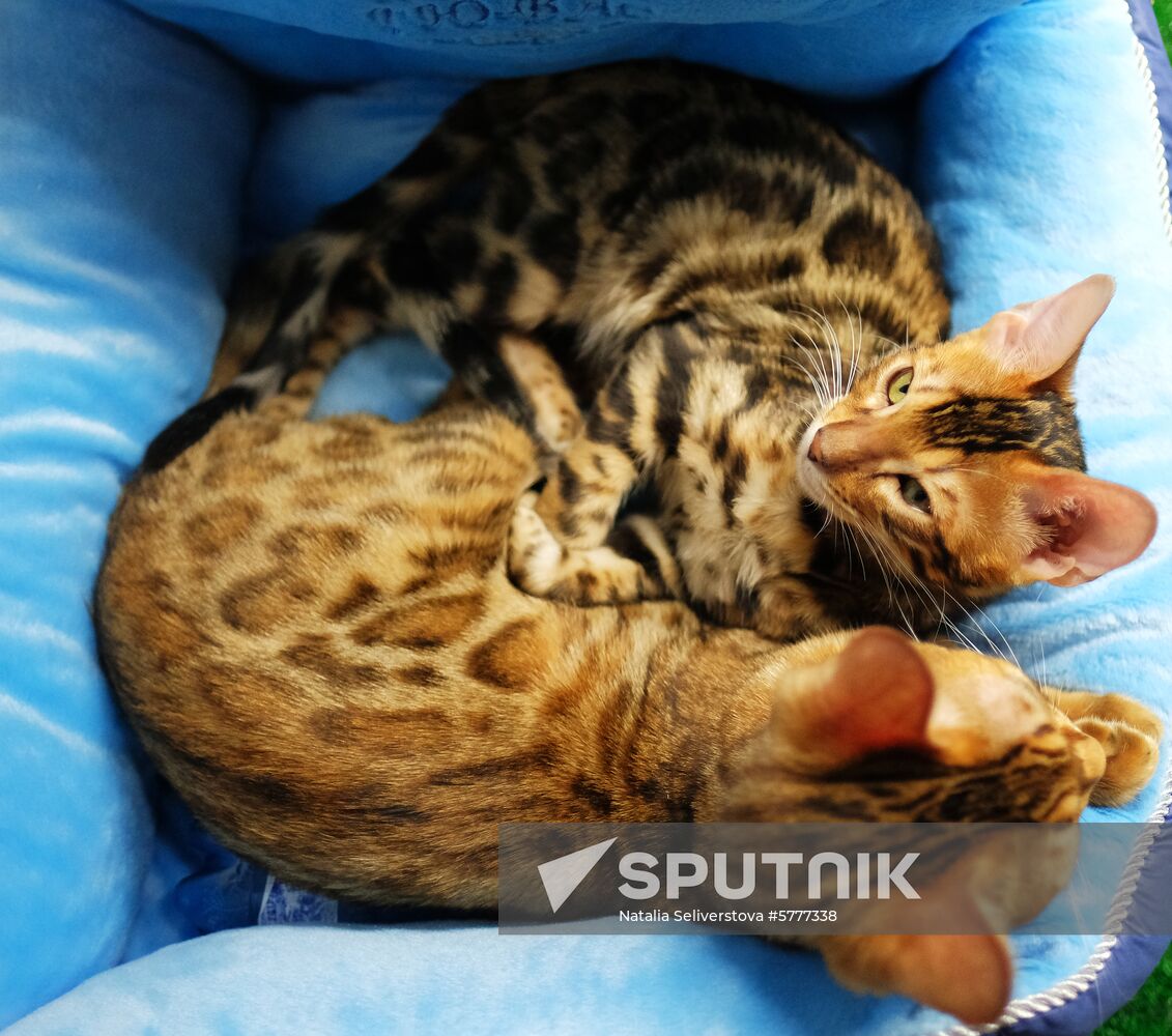 Russia Cats