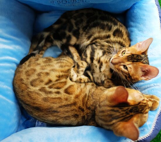 Russia Cats