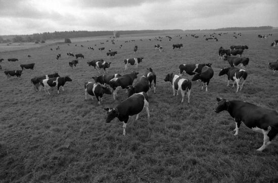 "9th May" collective farm