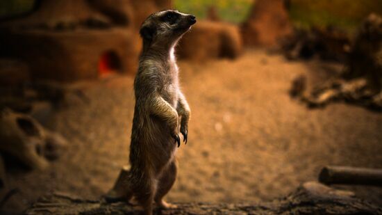 Russia Moscow Zoo