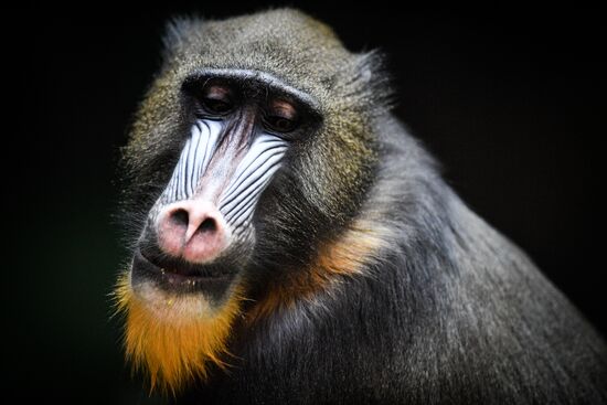 Russia Moscow Zoo