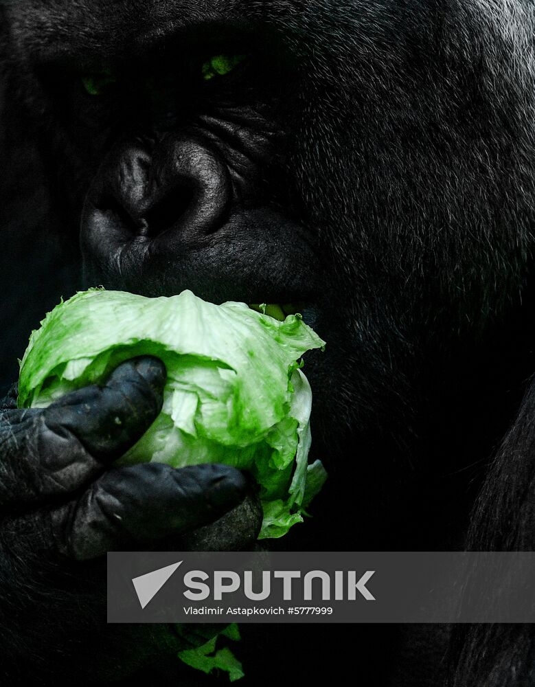 Russia Moscow Zoo