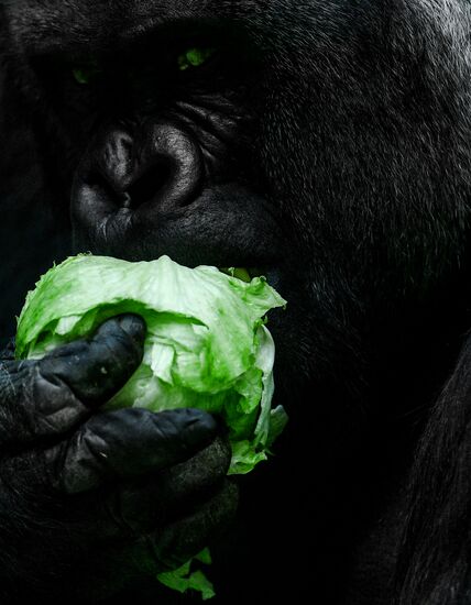 Russia Moscow Zoo