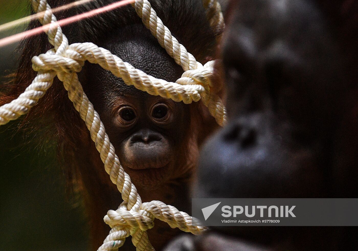 Russia Moscow Zoo