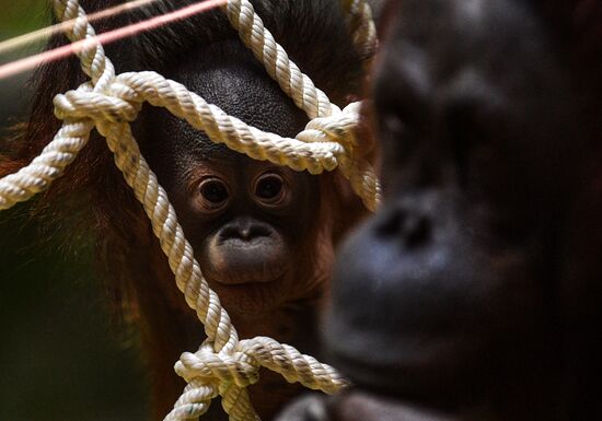 Russia Moscow Zoo