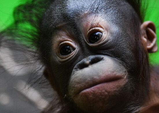 Russia Moscow Zoo