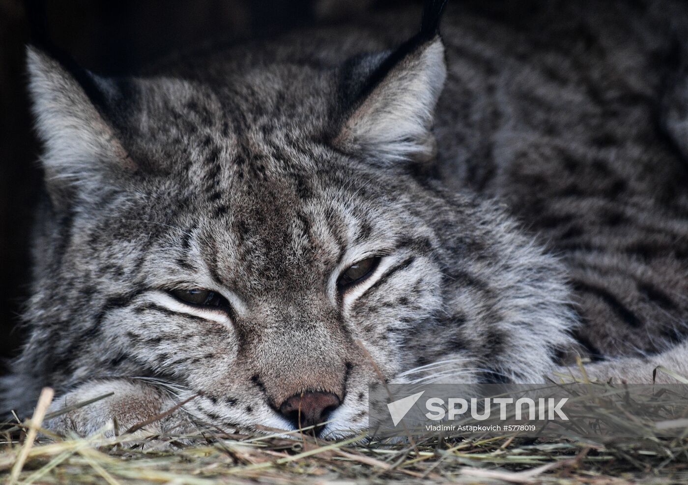 Russia Moscow Zoo