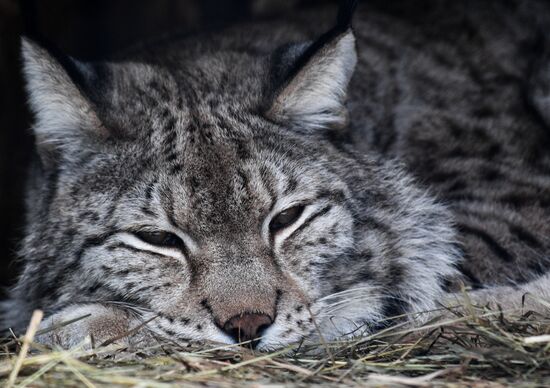 Russia Moscow Zoo