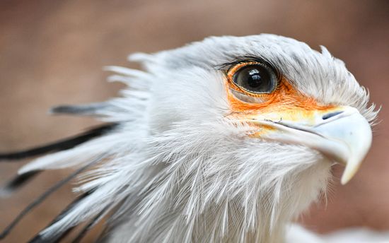 Russia Moscow Zoo