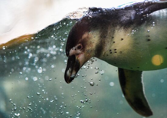 Russia Moscow Zoo
