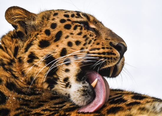 Moscow Zoo