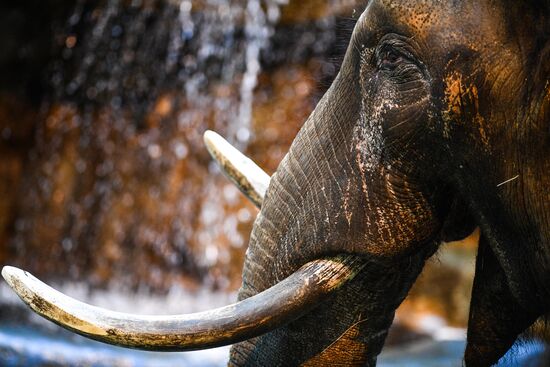Russia Moscow Zoo