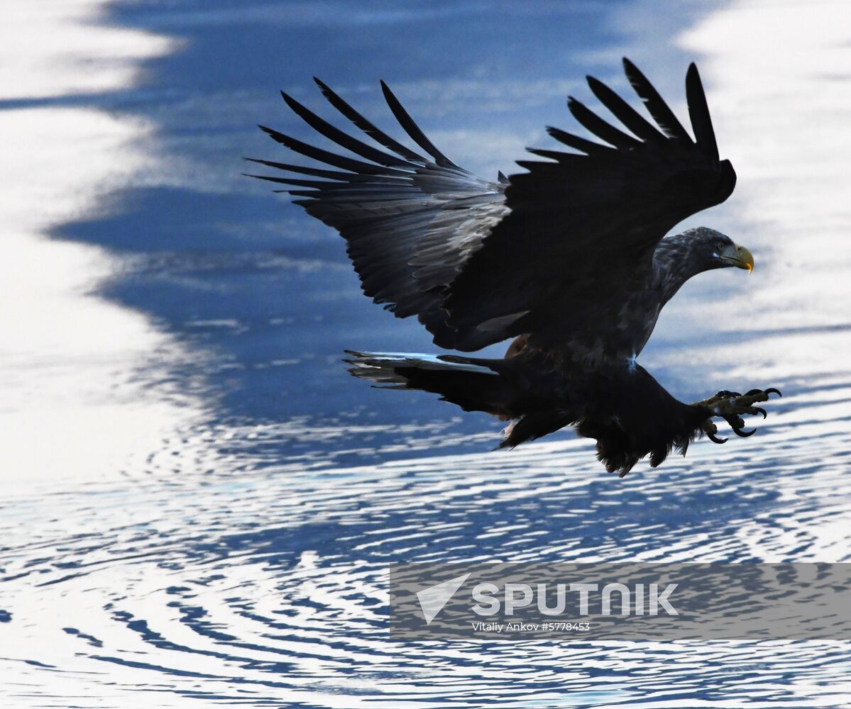 Wildlife of Zolotoi Rog Bay in Vladivostok