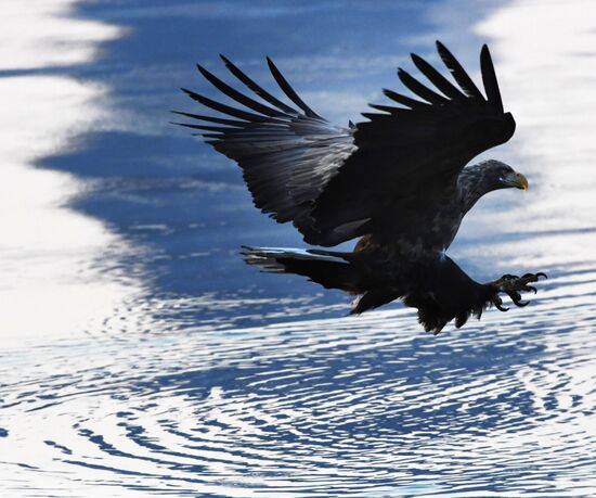 Wildlife of Zolotoi Rog Bay in Vladivostok