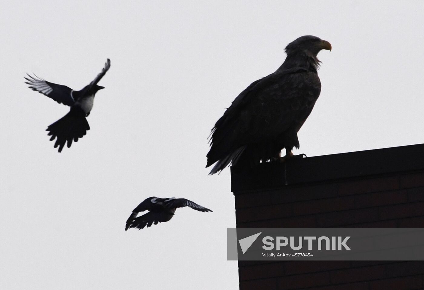 Wildlife of Zolotoi Rog Bay in Vladivostok