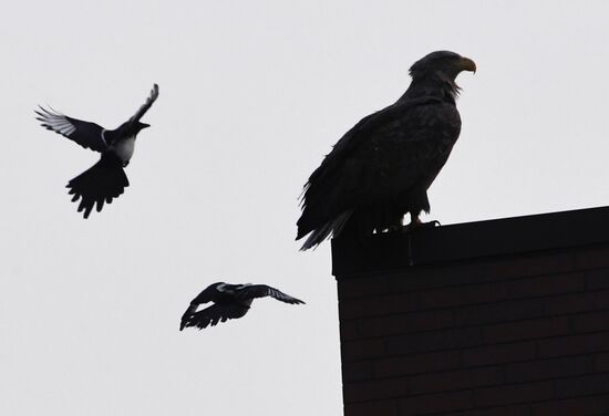 Wildlife of Zolotoi Rog Bay in Vladivostok