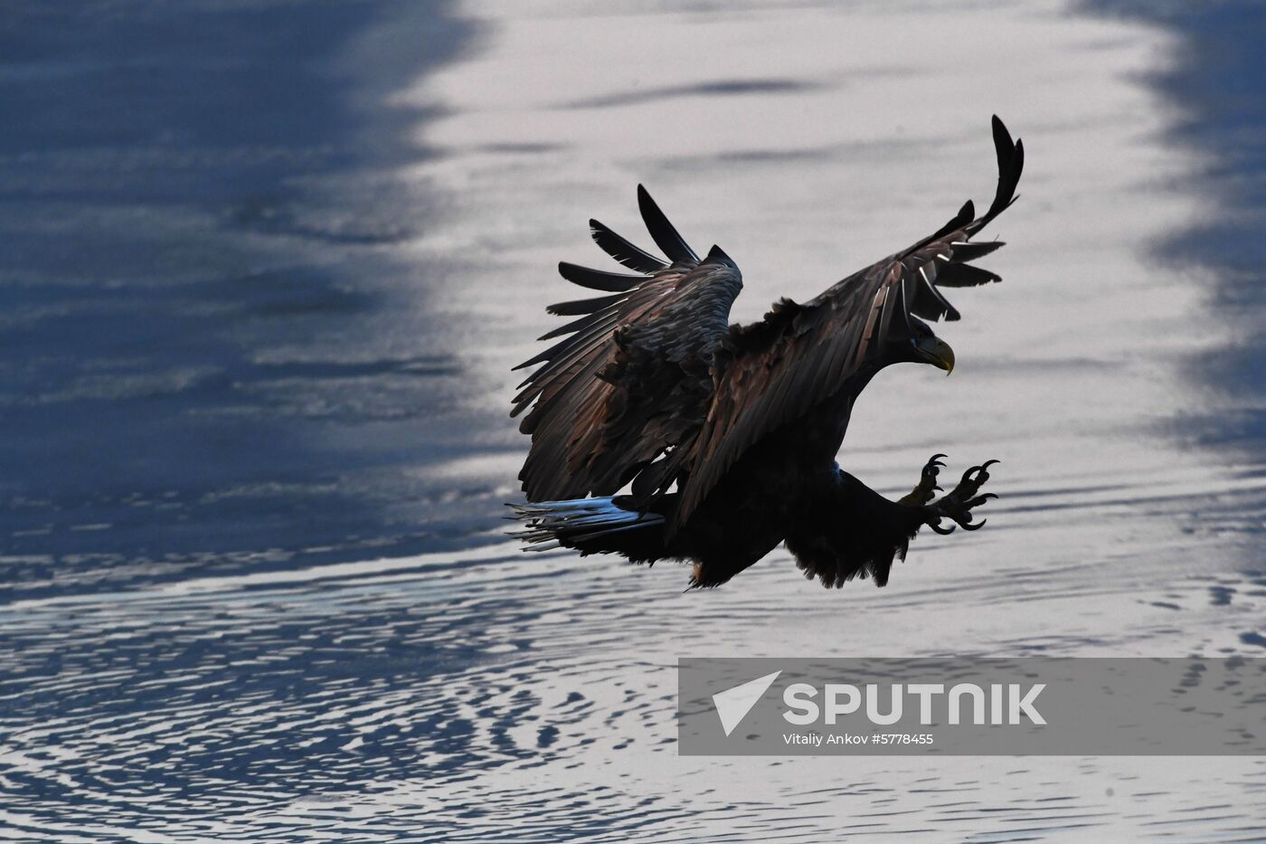 Wildlife of Zolotoi Rog Bay in Vladivostok