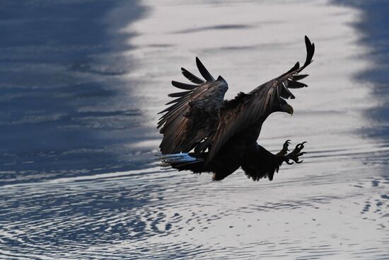 Wildlife of Zolotoi Rog Bay in Vladivostok