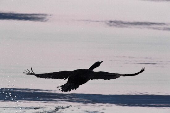 Wildlife of Zolotoi Rog Bay in Vladivostok