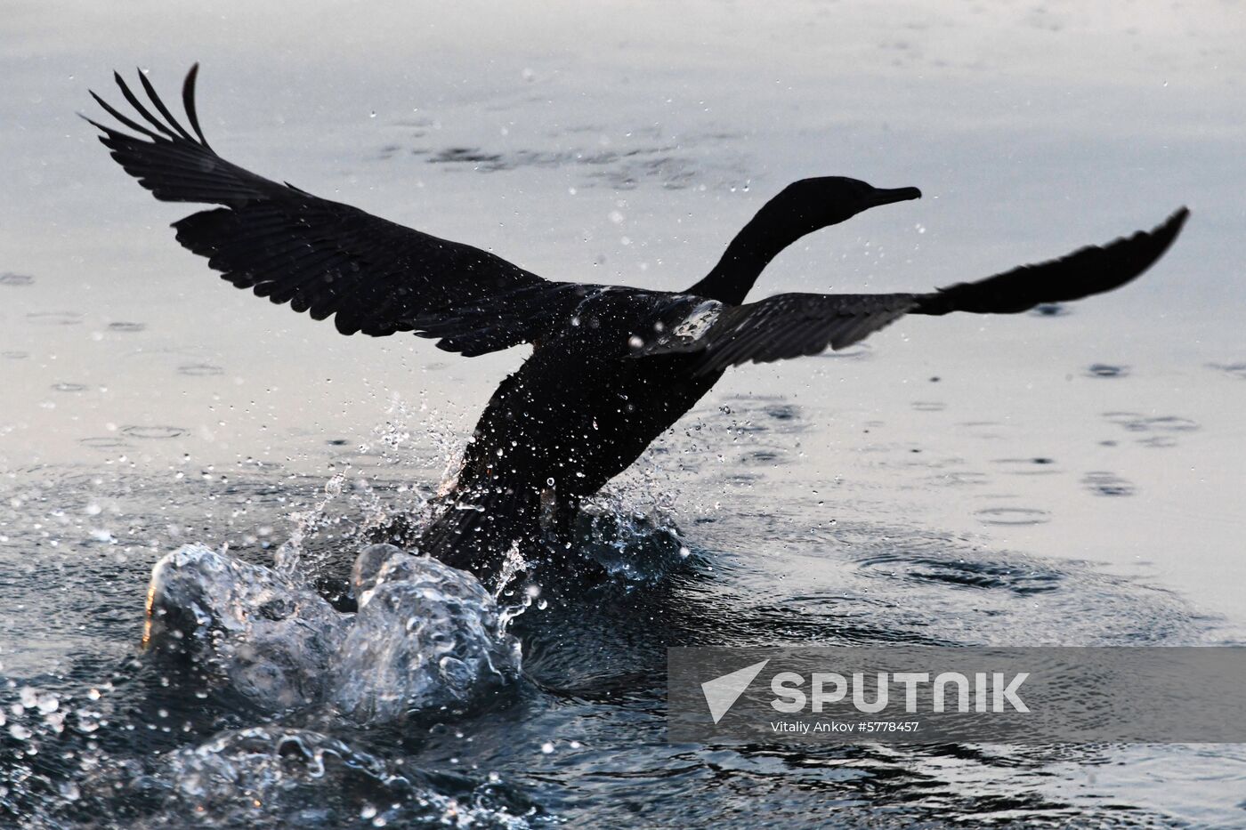 Wildlife of Zolotoi Rog Bay in Vladivostok