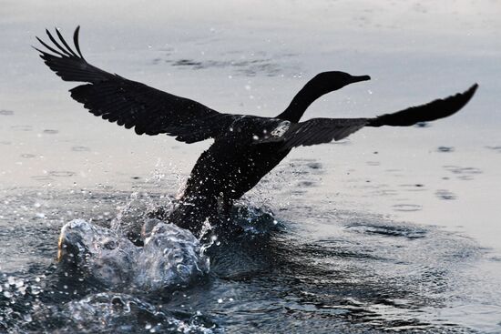 Wildlife of Zolotoi Rog Bay in Vladivostok